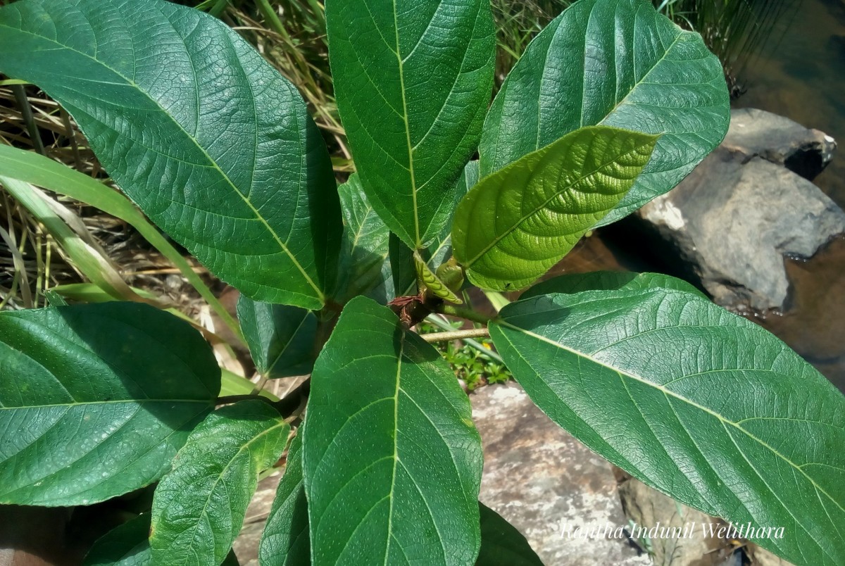 Ficus hispida L.f.